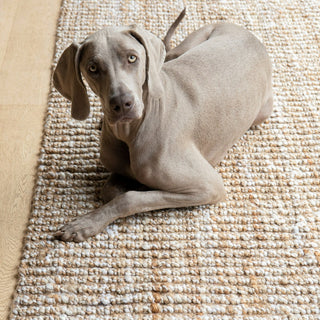 Gray dog lying on a textured beige carpet