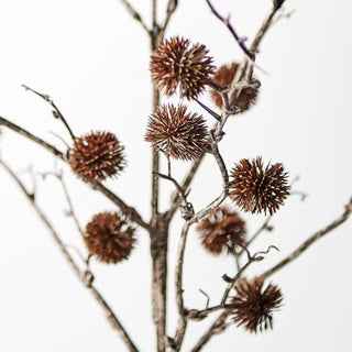 Sycamore Spray