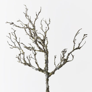 Twig Coral Branch