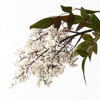 Branch with white flowers and green leaves on a white background