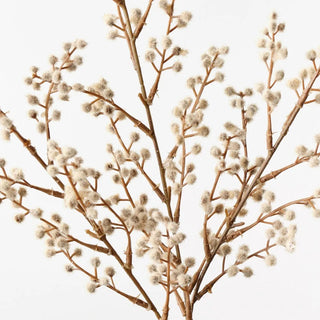 Wattle Spray