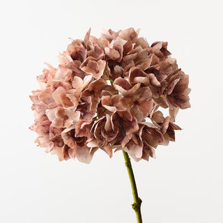 Hydrangea