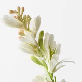 Tuberose Cream