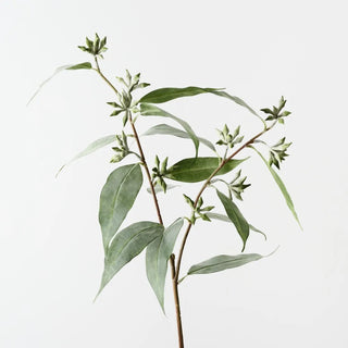 Eucalyptus Seed Spray