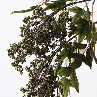 Close-up of green berries and leaves on a branch against a white background