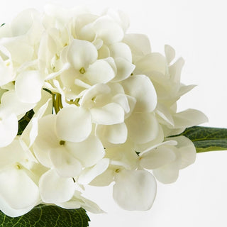 Close-up of white hydrangea flowers with green leaves on a white background