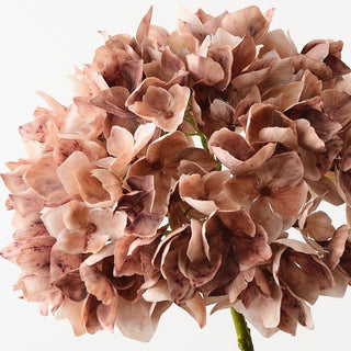 Hydrangea