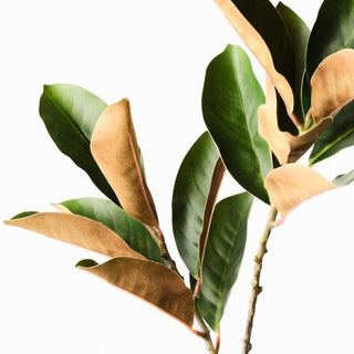 Close-up of a branch with green and brown leaves on a white background