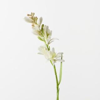 Tuberose Cream