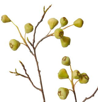 Mountain Apple Berry Branch
