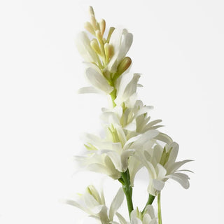 Tuberose Cream