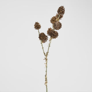 Pine cone branch on a white background