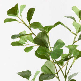 Triangle Ficus Spray