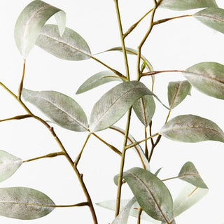 Eucalyptus Long Leaf Spray