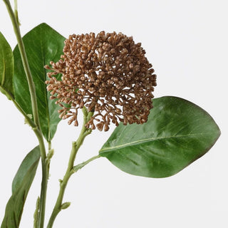 Brown flower cluster with green leaves on a white background