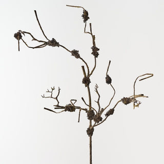 Twig Moss Branch