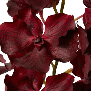Vanda Grand Orchid