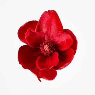 Red flower on a white background