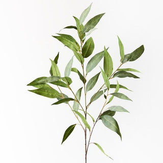 Green leafy branch on a white background