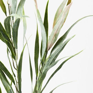 Eucalyptus Long Leaf Spray