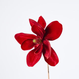 Red flower on a white background