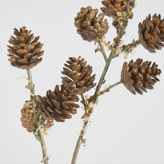 Branch with pine cones on a white background