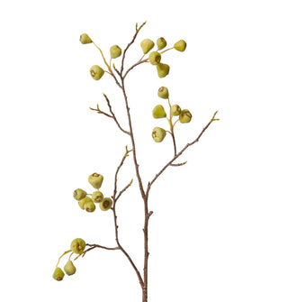 Mountain Apple Berry Branch
