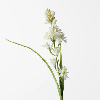 Tuberose Cream