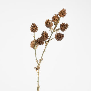 Branch with pine cones on a light gray background