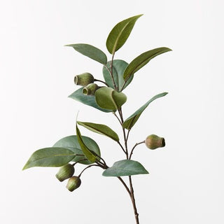 Eucalyptus Gum Nut Spray