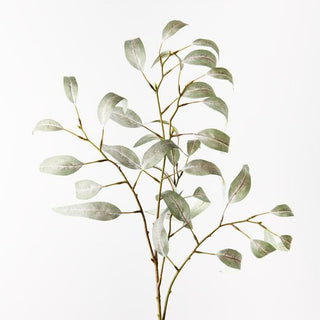 Eucalyptus Long Leaf Spray