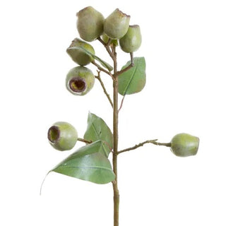 Eucalyptus Gum Nut Spray