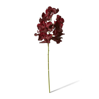 Vanda Grand Orchid