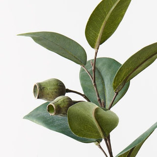 Eucalyptus Gum Nut Spray