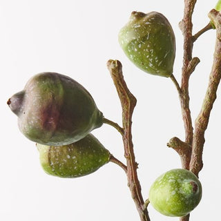 Close-up of green fruits on a branch with a white background