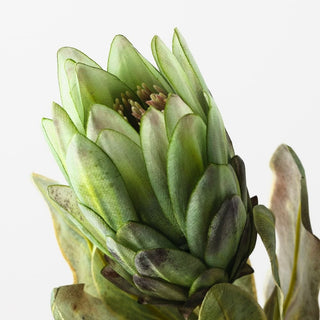 Queen Protea
