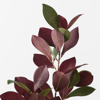 Pomegranate Leaf Spray