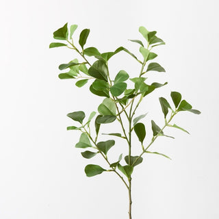 Triangle Ficus Spray