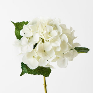 White hydrangea flower arrangement on a white background