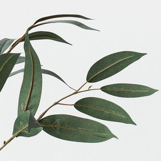 Eucalyptus Long Leaf Spray