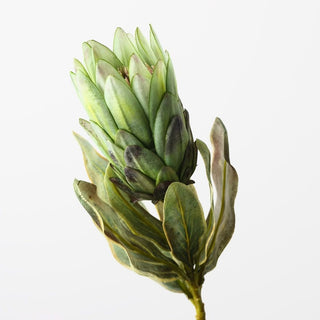 Queen Protea