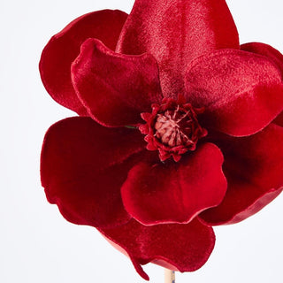 Close-up of a red flower with a white background