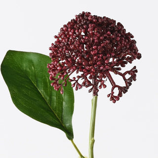 Close-up of a dark red flower with a green leaf on a white background