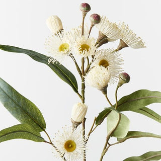 Close-up of eucalyptus flowers with green leaves on a light background